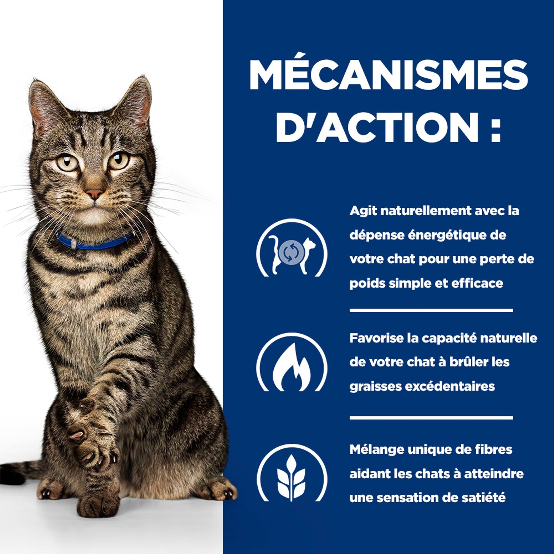 Metabolic Katzenfutter Wie es hilft